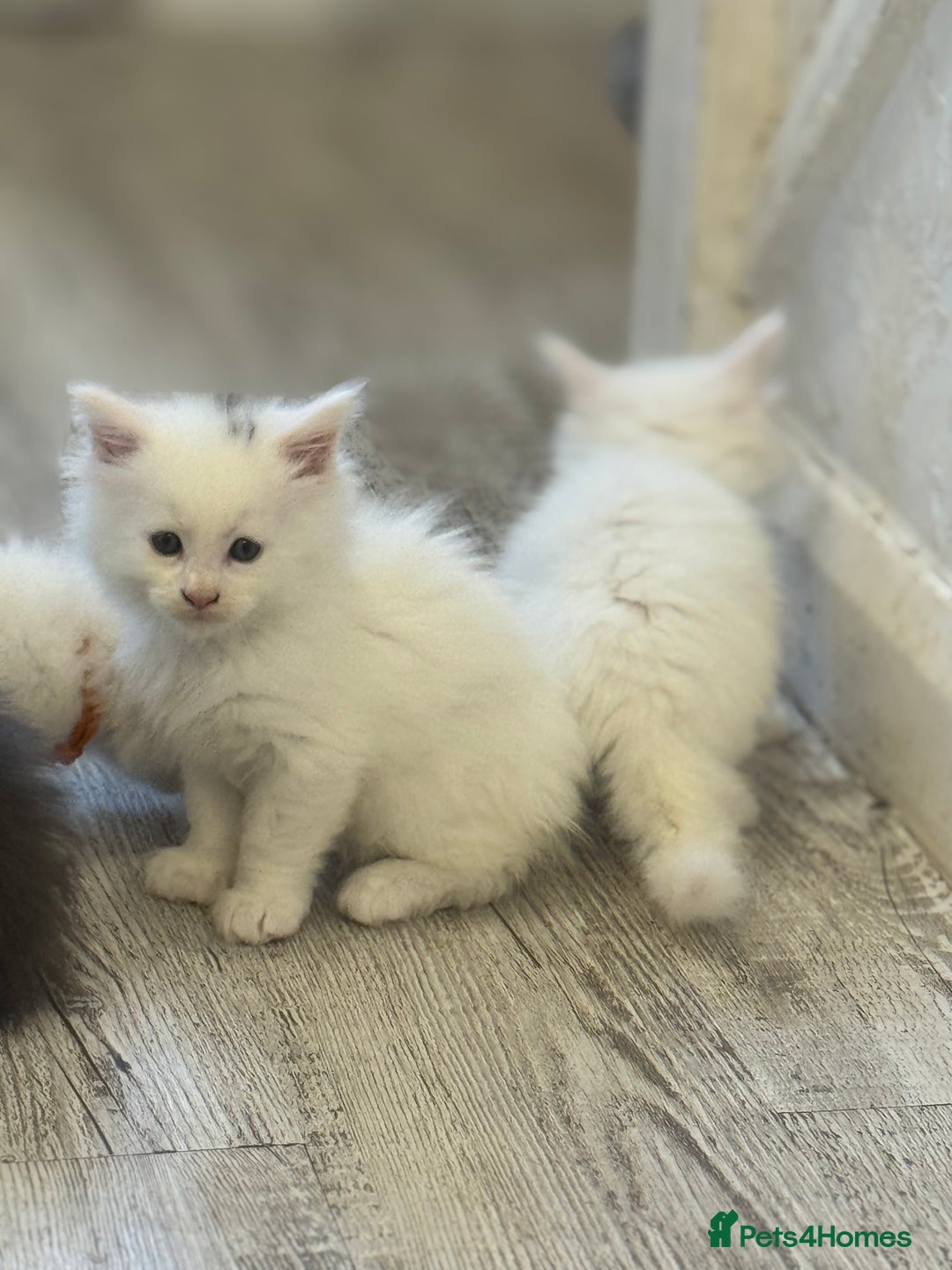Maine Coon cats for sale: Mainecoon pure kittens  - Image 9