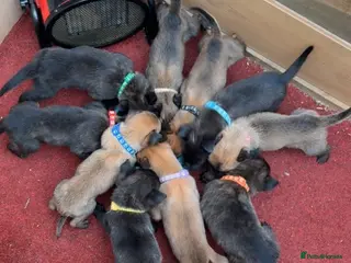 Mixed Breed dogs Dutch Malinois Puppies- Ready 13/12/2025 - Advert 12