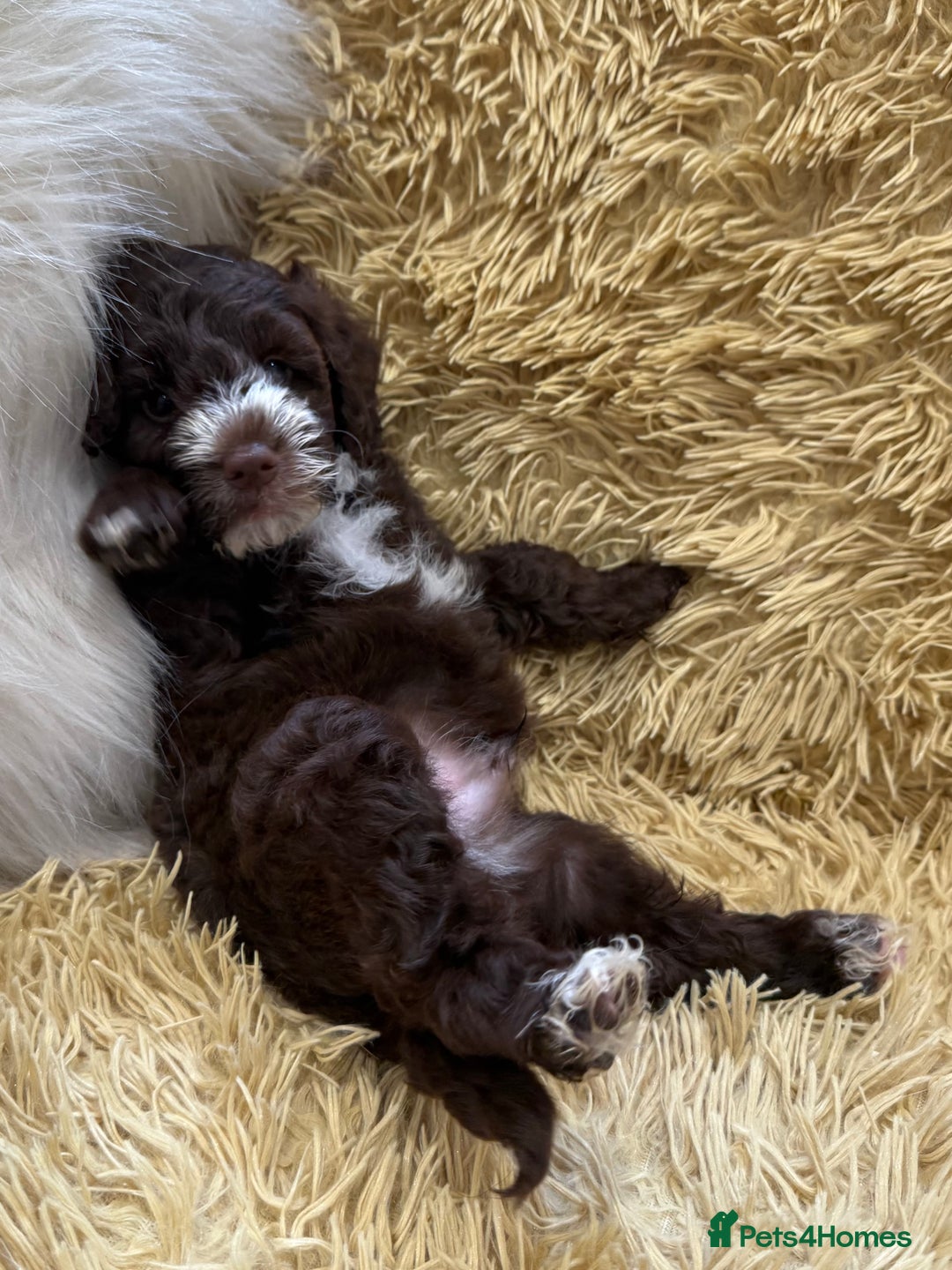 Mixed Breed dogs for sale: Mega Coated Schnockerpoo puppies - Image 25