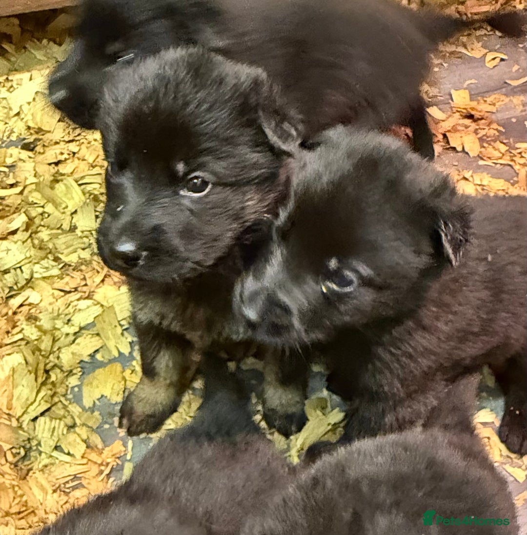 German Shepherd dogs for sale: KC Reg Working Line GSD pups. - Image 21