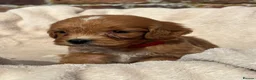 Cockapoo dogs for sale: Unique Coloured F1 Cockapoo Puppies KC Parents - Advert 7