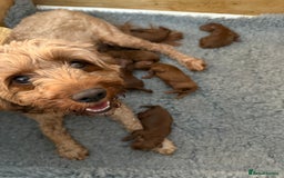Cavapoo dogs for sale: Dark red Cavapoos ready for  the holidays. - Image 3
