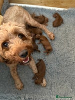 Cavapoo dogs - Advert 2