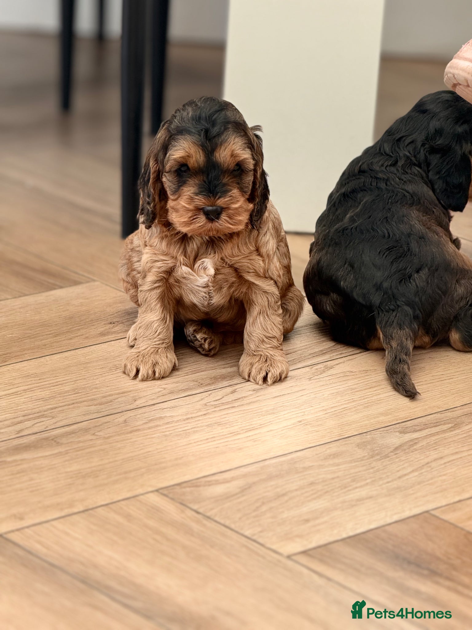 Cockapoo dogs Beautiful F1 cockapoo puppies - Advert 16