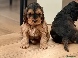 Cockapoo dogs Beautiful F1 cockapoo puppies - Advert 16
