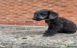 Bedlington Terrier dogs for sale: Bedlington Terrier x Italian Greyhound Puppies - Image 5