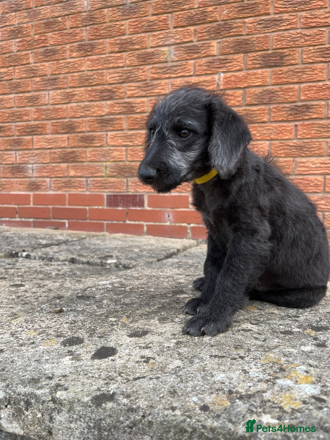 Bedlington Terrier dogs for sale: Bedlington Terrier x Italian Greyhound Puppies - Image 5