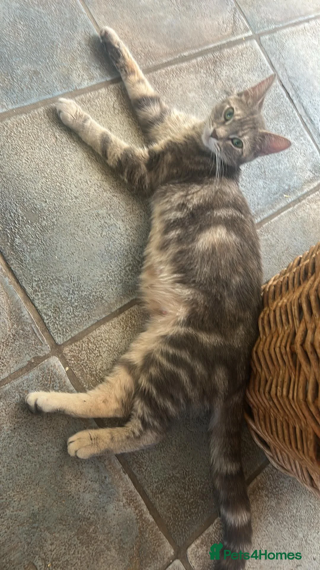 Mixed Breed cats for sale: 2 Grey Kittens  - Advert 23