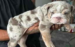 English Bulldog dogs for sale: UPDATED PHOTOS OF THE LAST BOY ENGLISH BULLDOG PUP in South Ockendon - Image 16
