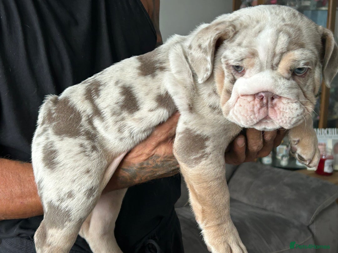 English Bulldog dogs for sale: UPDATED PHOTOS OF THE LAST BOY ENGLISH BULLDOG PUP in South Ockendon - Image 16