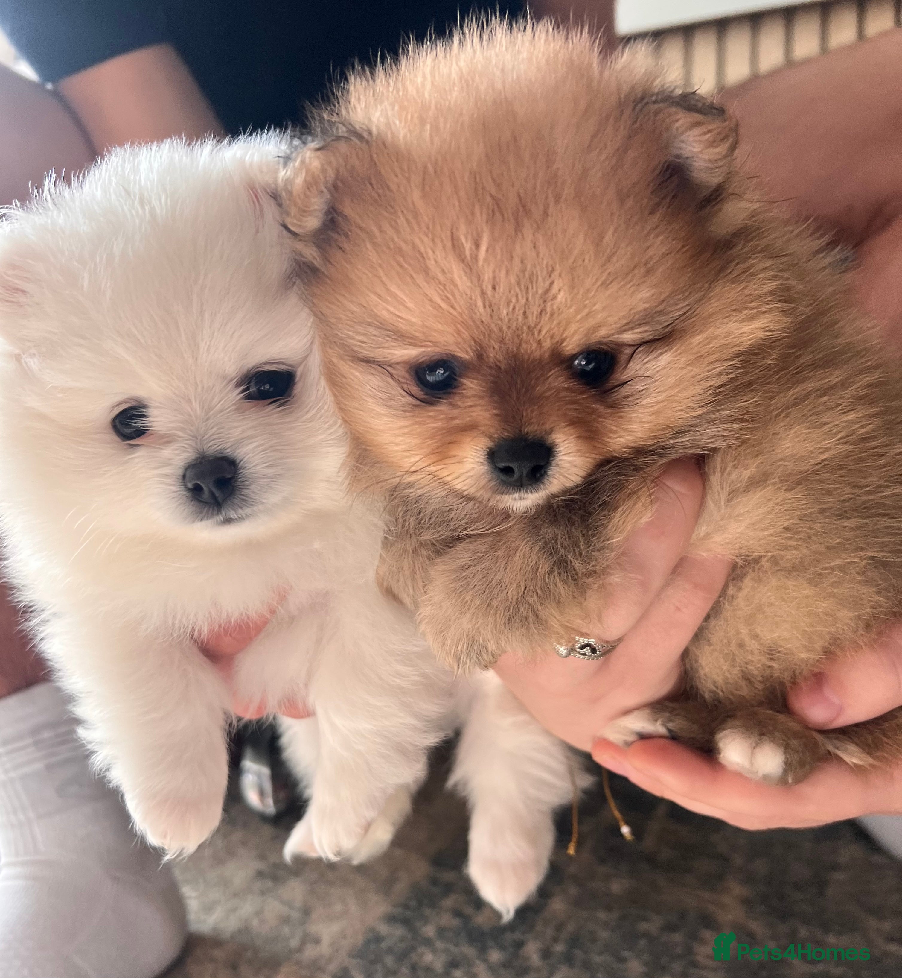 Pomeranian dogs Beautiful ** Pomeranian puppies  - Advert 16