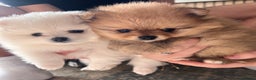 Pomeranian dogs for sale: Beautiful ** Pomeranian puppies  - Advert 1