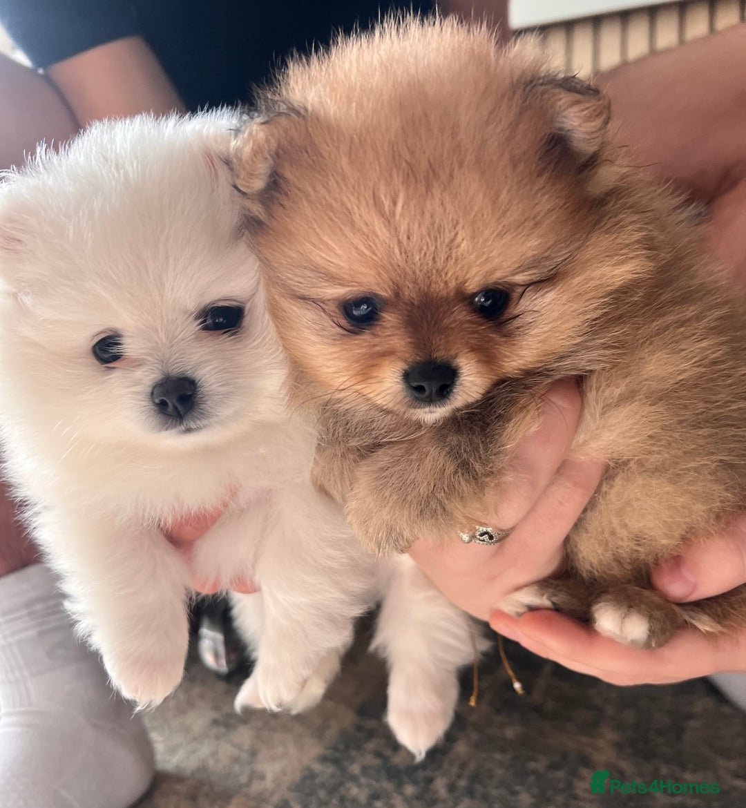 Pomeranian dogs for sale: Beautiful ** Pomeranian puppies  - Advert 1