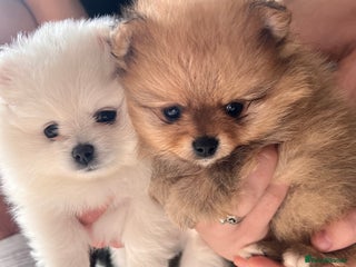 Pomeranian dogs - Advert 1