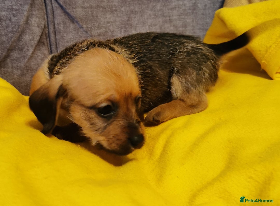 Mixed Breed dogs for sale: Adorable playful Cavachon x Dachshound pups - Advert 13