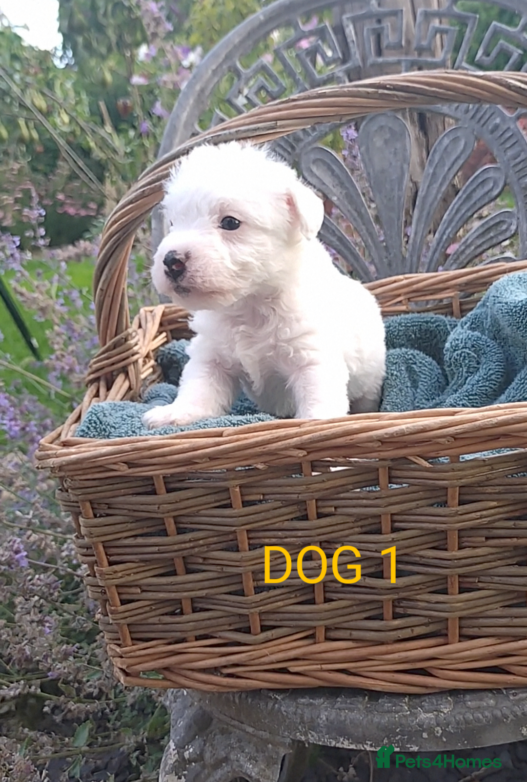 Jack Russell dogs for sale: Tremendous JRT puppies  - Image 19