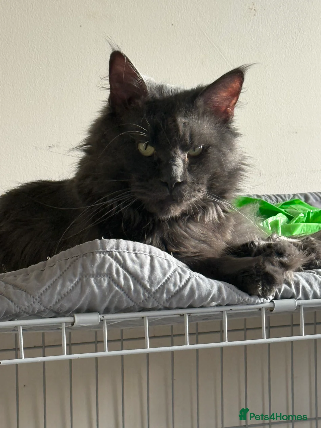 Maine Coon cats for sale: Maine Coon all white kitten 🐈‍⬛  - Advert 2