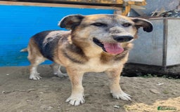 Mixed Breed dogs for adoption: Playful Kaya is Waiting for Her Forever Home! ❤️ - Image 9