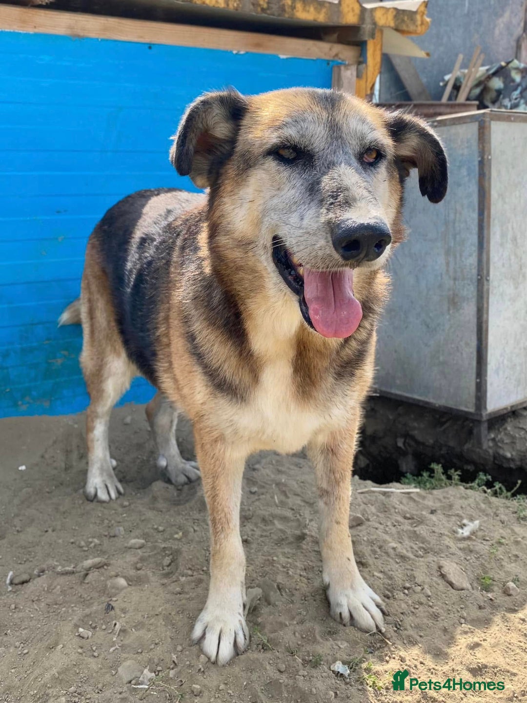 Mixed Breed dogs for adoption: Playful Kaya is Waiting for Her Forever Home! ❤️ - Image 9