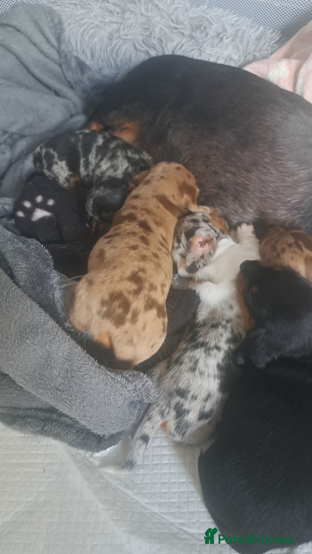 Dachshund dogs for sale: STUNNINGLY,  GORGEOUS DACHSHUND PUPPIES 🐶 😍  - Image 23