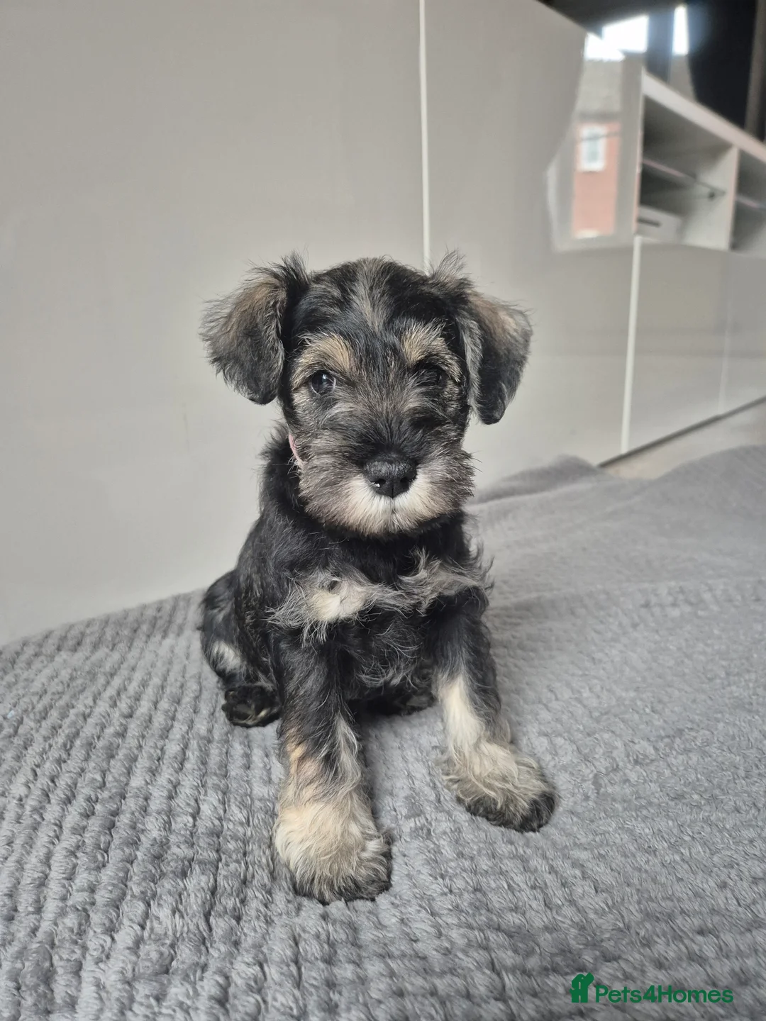 Miniature Schnauzer dogs for sale: KC Registered Miniature Schnauzer Puppies - Advert 25