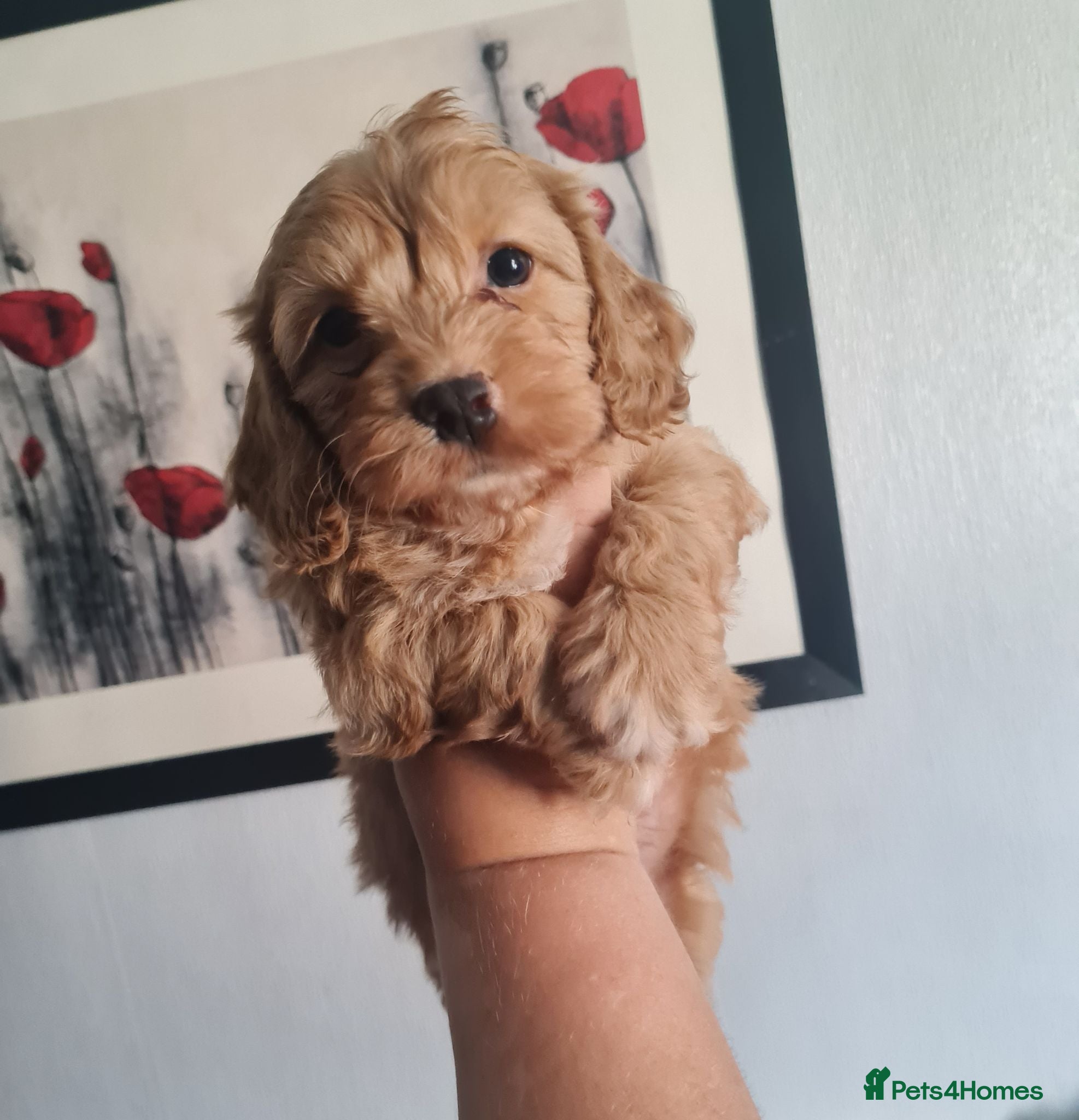 Cavapoo dogs Beautiful Cavapoo Puppies - Advert 1
