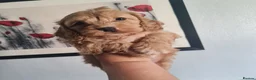 Cavapoo dogs for sale: Beautiful Cavapoo Puppies in Stourbridge - Advert 1