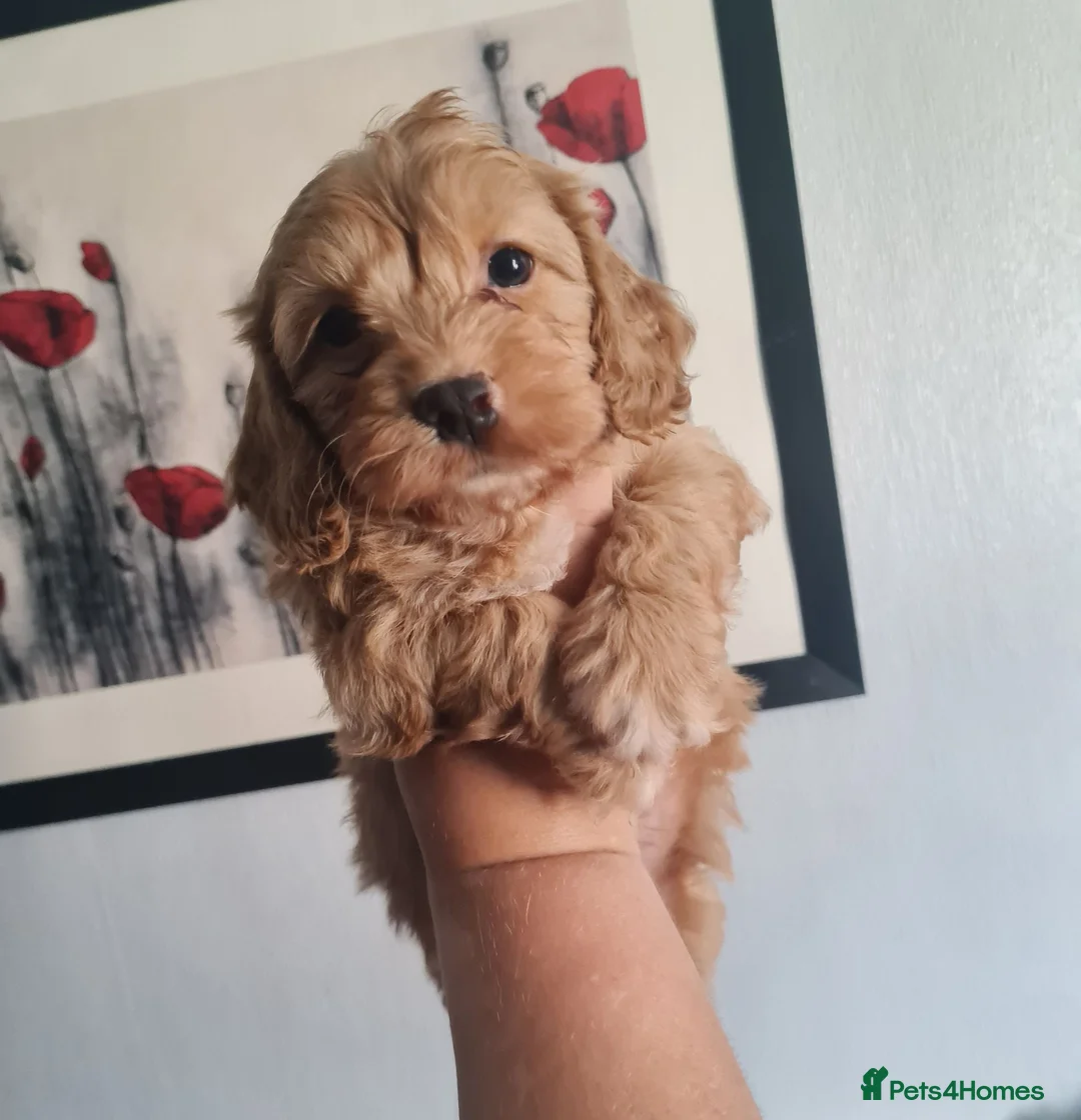 Cavapoo dogs for sale: Beautiful Cavapoo Puppies in Stourbridge - Advert 1