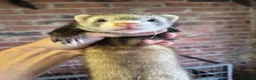 Ferret rodents for sale: Ferrets silver jills x2  - Advert 6
