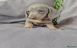 Miniature Dachshund dogs for sale: LAST PUPPY REMAINING Dapple Miniature Dachshunds  - Image 7