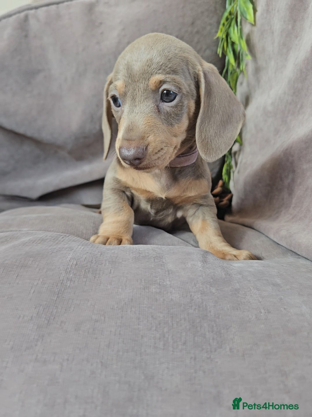 Miniature Dachshund dogs for sale: LAST PUPPY REMAINING Dapple Miniature Dachshunds  - Image 7
