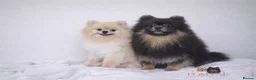 Pomeranian dogs for sale: Teddy bear Pomeranian puppies 🧸 - Advert 7