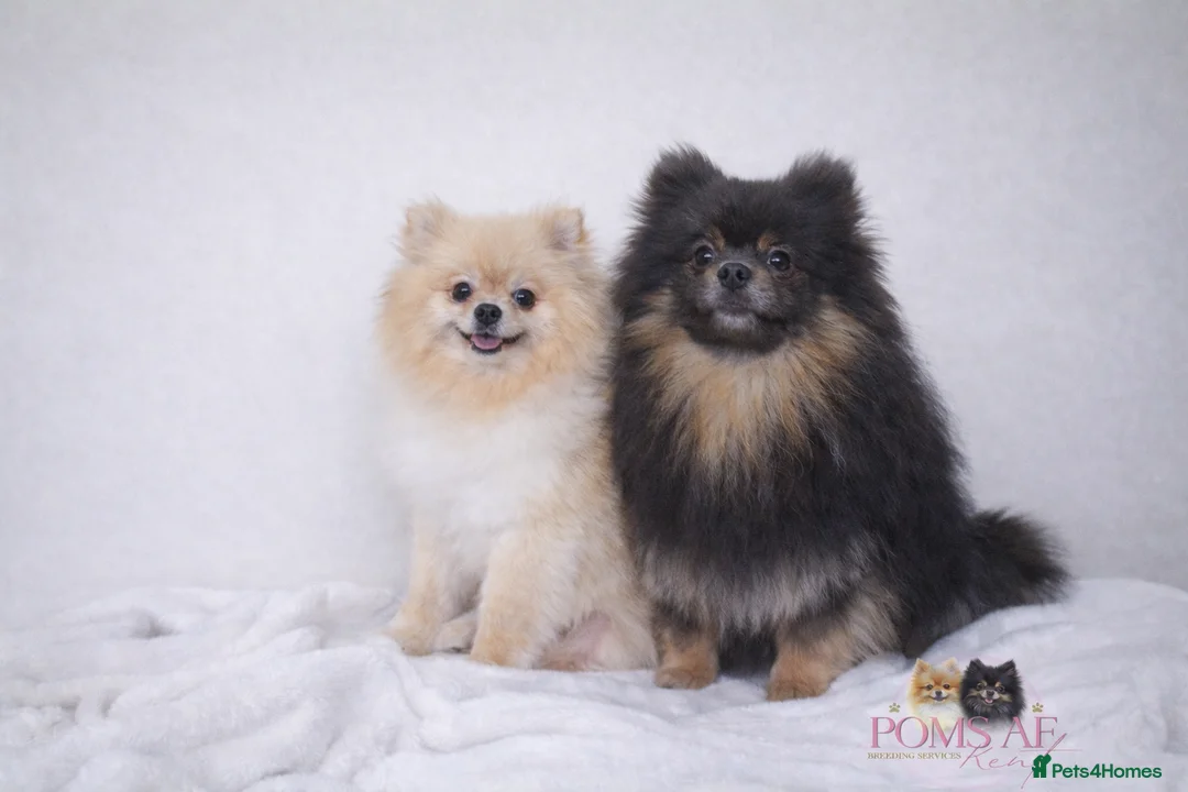 Pomeranian dogs for sale: Teddy bear Pomeranian puppies 🧸 - Advert 7