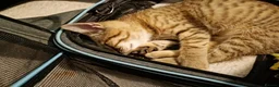 Mixed Breed cats for sale: Male kitten in Truro - Advert 3