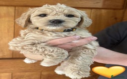 Mixed Breed dogs for sale: 8 Gorgeous Golden doodles  - Image 4