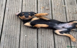 Mixed Breed dogs for sale: Rottweiler x puppys - Image 14