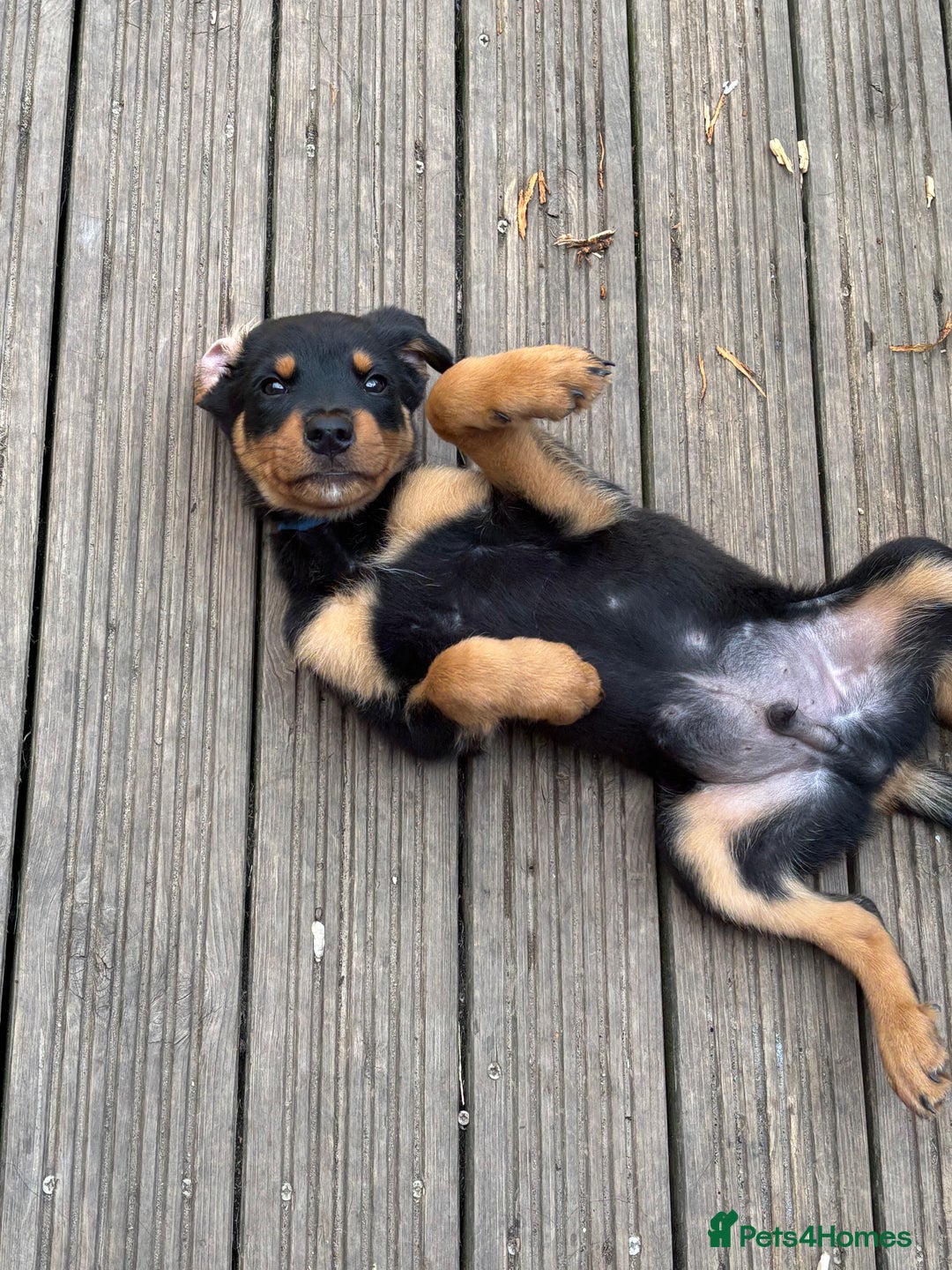 Mixed Breed dogs for sale: Rottweiler x puppys - Image 14