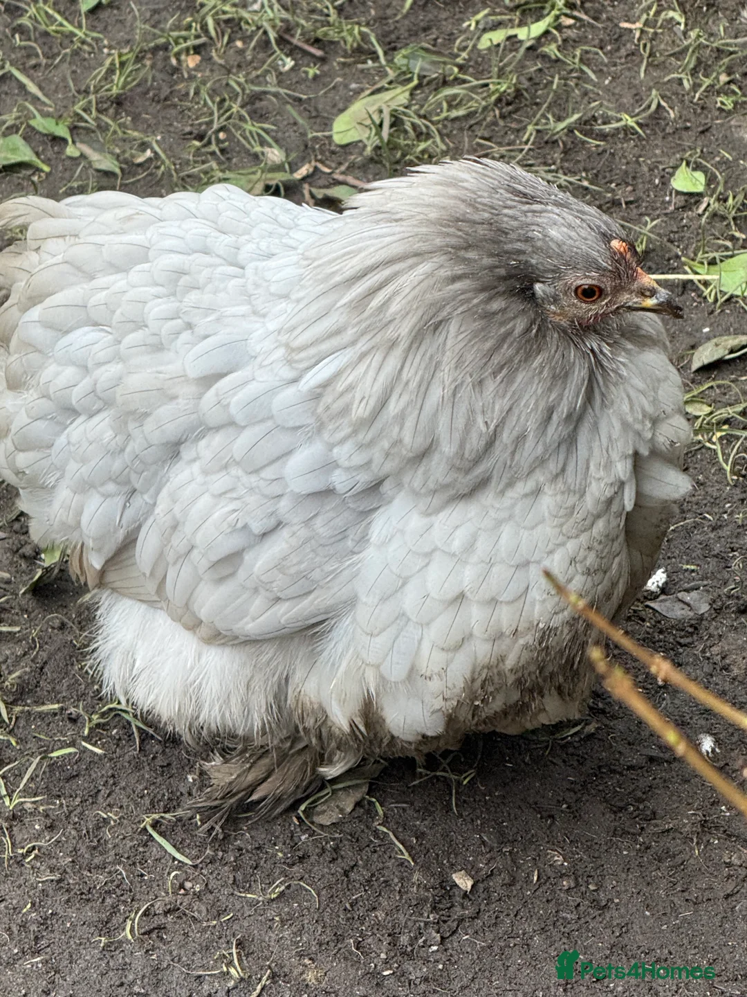 Chickens poultry for sale: Pekin bantam lavender  - Advert 8