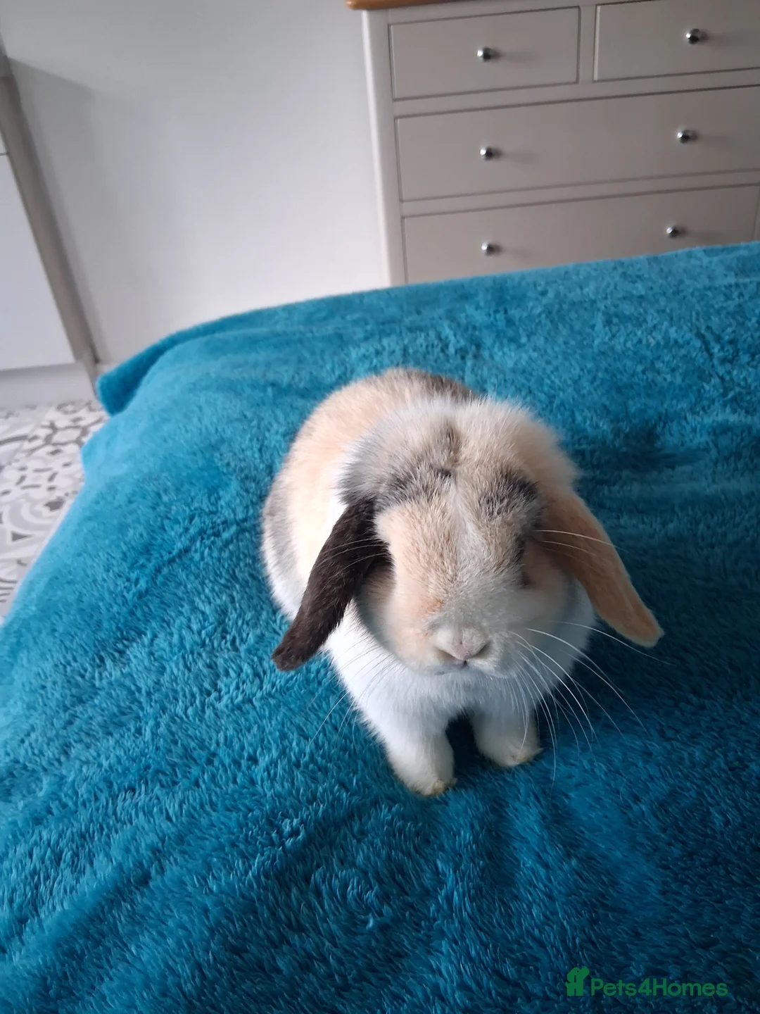 Mini Lop rabbits for sale: Mini Lop  - Advert 5