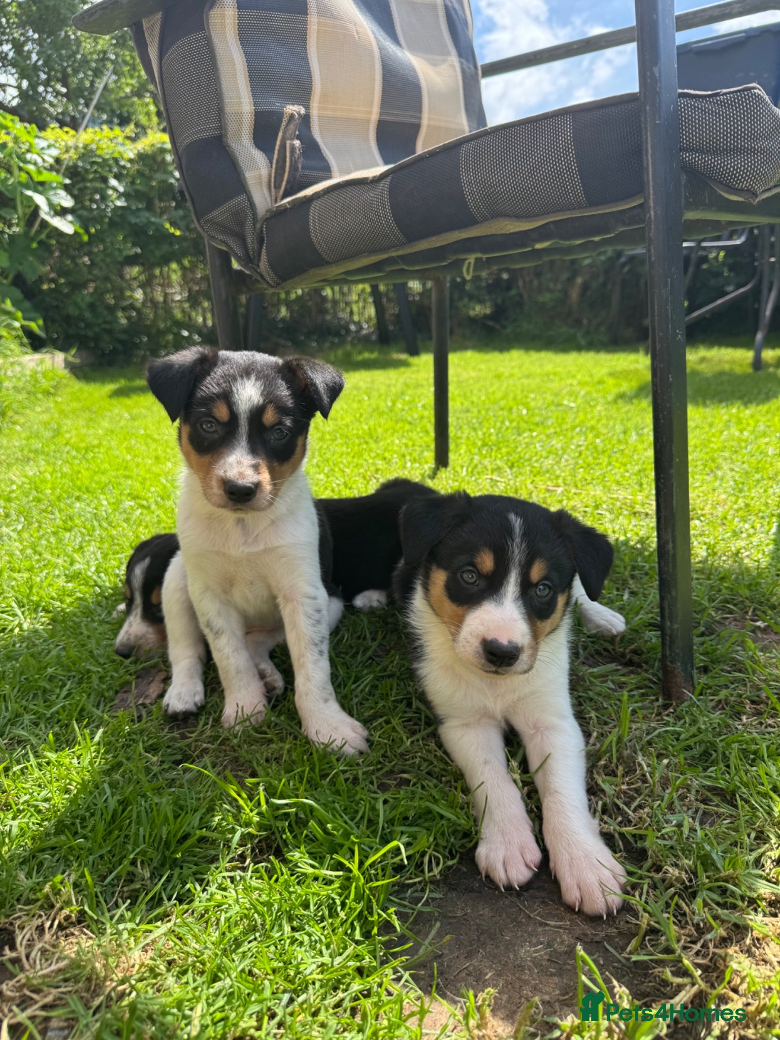 Border Collie dogs Border collie pups ready to leave 3rd july - Advert 12