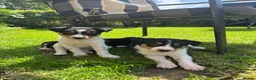 Border Collie dogs for sale: Border collie pups ready to leave now - Advert 4