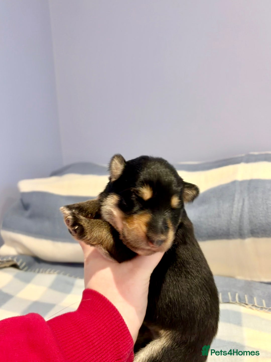 German Shepherd dogs for sale: 🐶 Beautiful KC Registered Puppies Available 🐶 - Advert 12