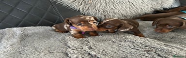 Miniature Dachshund Puppy 4