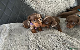 Miniature Dachshund dogs for sale: Miniature dash - Image 3