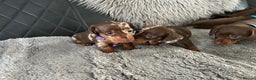 Miniature Dachshund dogs for sale: Miniature Dachshund Puppiee - Advert 9