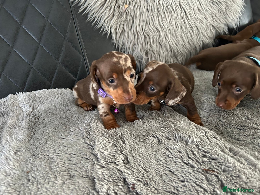 Miniature Dachshund dogs for sale: Miniature dash - Image 3