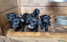 Jackapoo dogs for sale: Jackapoo puppies - Image 3