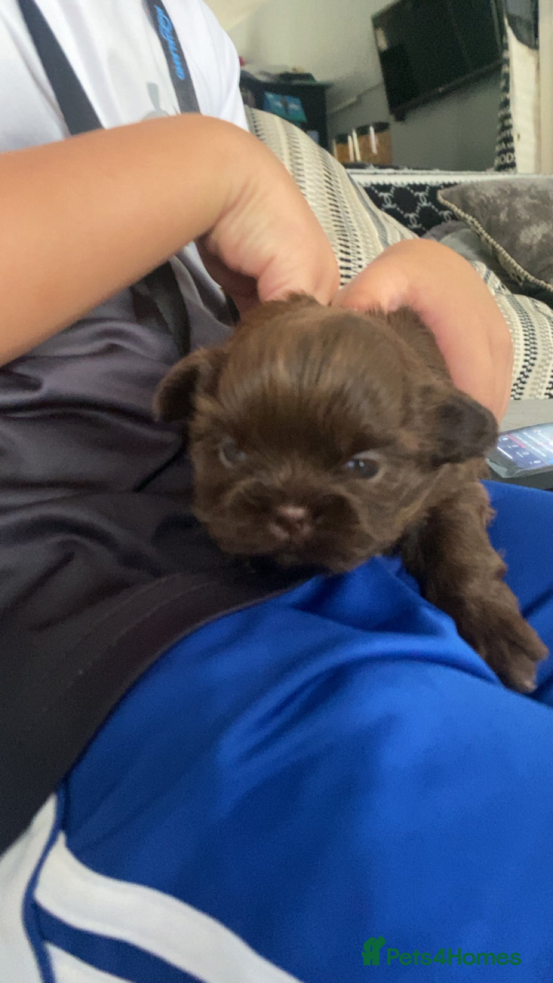 Shih Tzu dogs for sale: Imperial chocolate Shih-Tzu Puppy - Image 8
