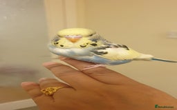 Budgerigars birds for sale: Handreared semitamed and tamed budgies  - Image 9