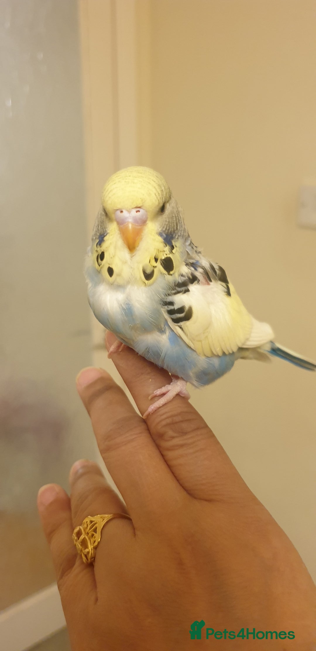 Budgerigars birds for sale: Handreared semitamed and tamed budgies  - Image 9